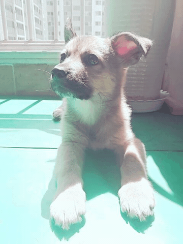 20165114151451374175234.gif