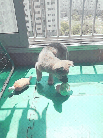 2016511415152374175234.gif