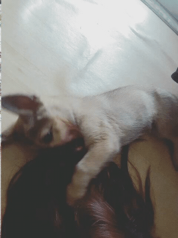 20166479037236464264.gif