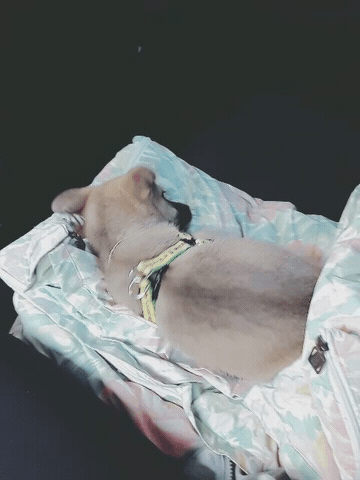 20166479527236464264.gif