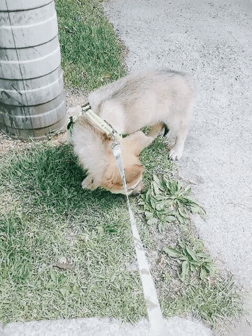 20166479145236464264.gif