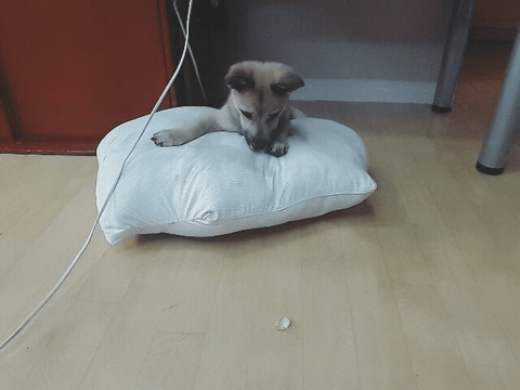2016845132415195626074.gif