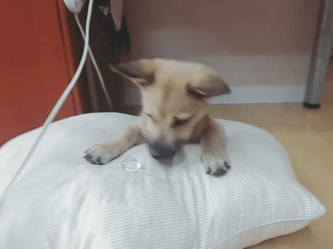 2016845132427195626074.gif