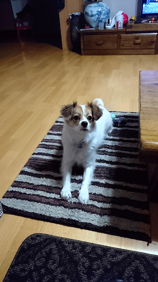 2017123112055683304002.gif