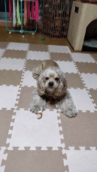 2018123212057297515650.gif