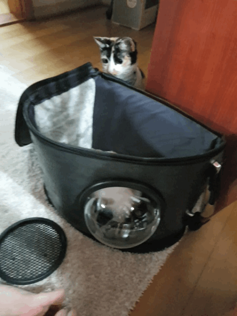 201829618234560185098.gif