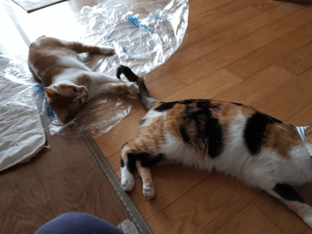 2018466224425920726388.gif