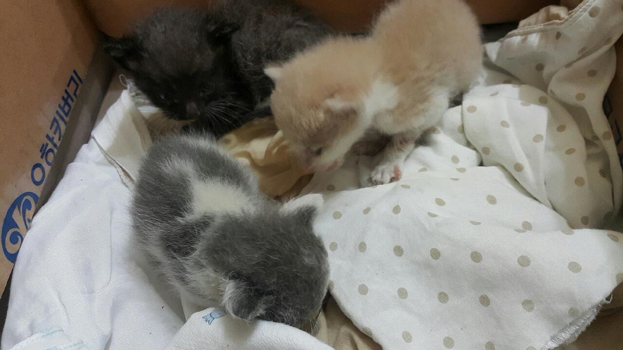 길아깽이들 구조했는데요... 