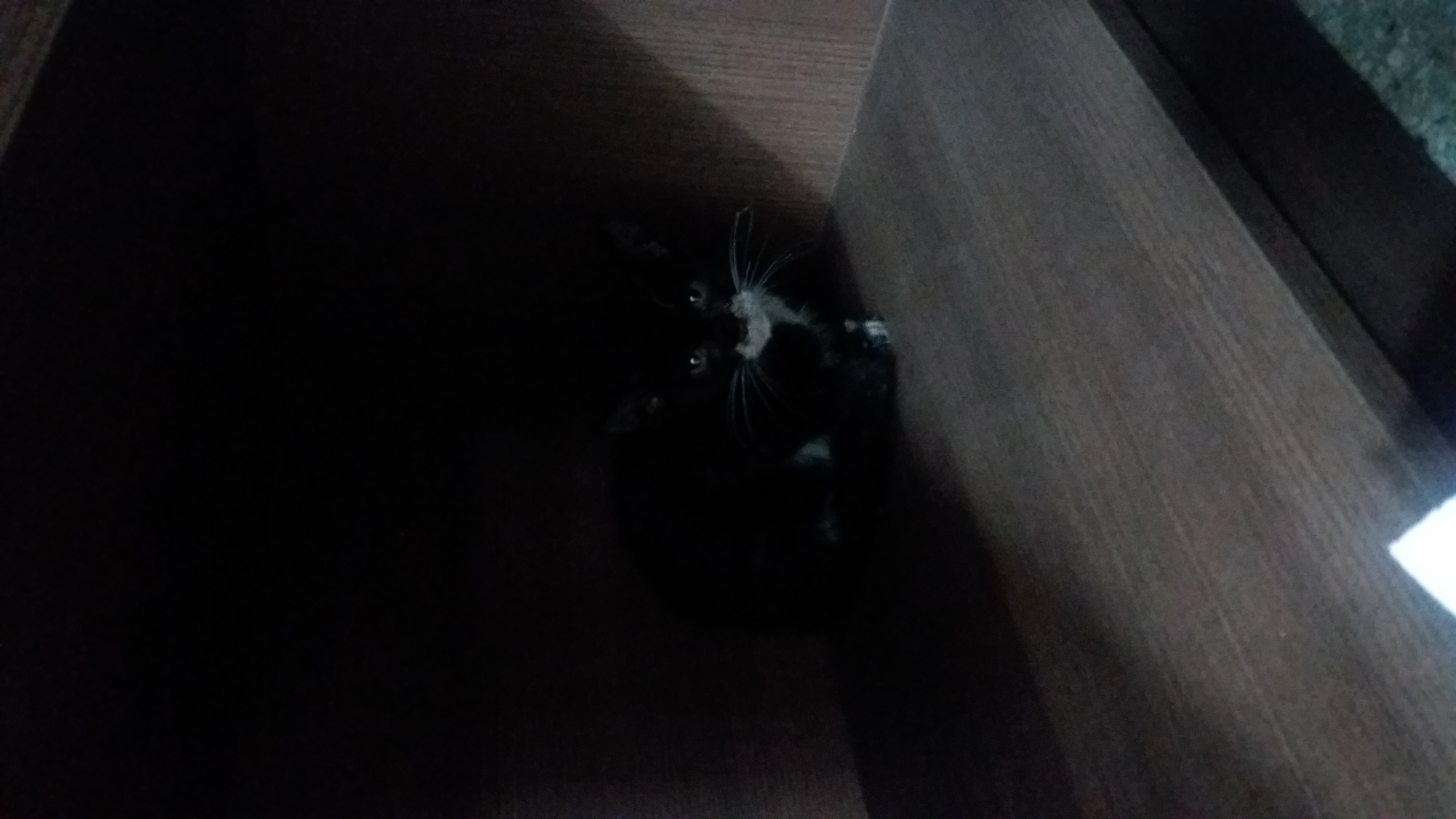 긴급!  아기냥 가족분이 되어주세요...
