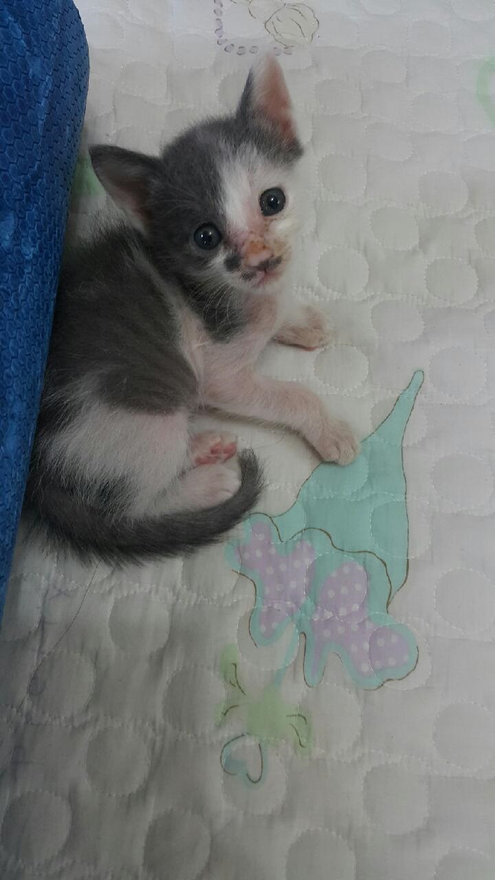 아깽이 입양 시켜야 하는데요... 