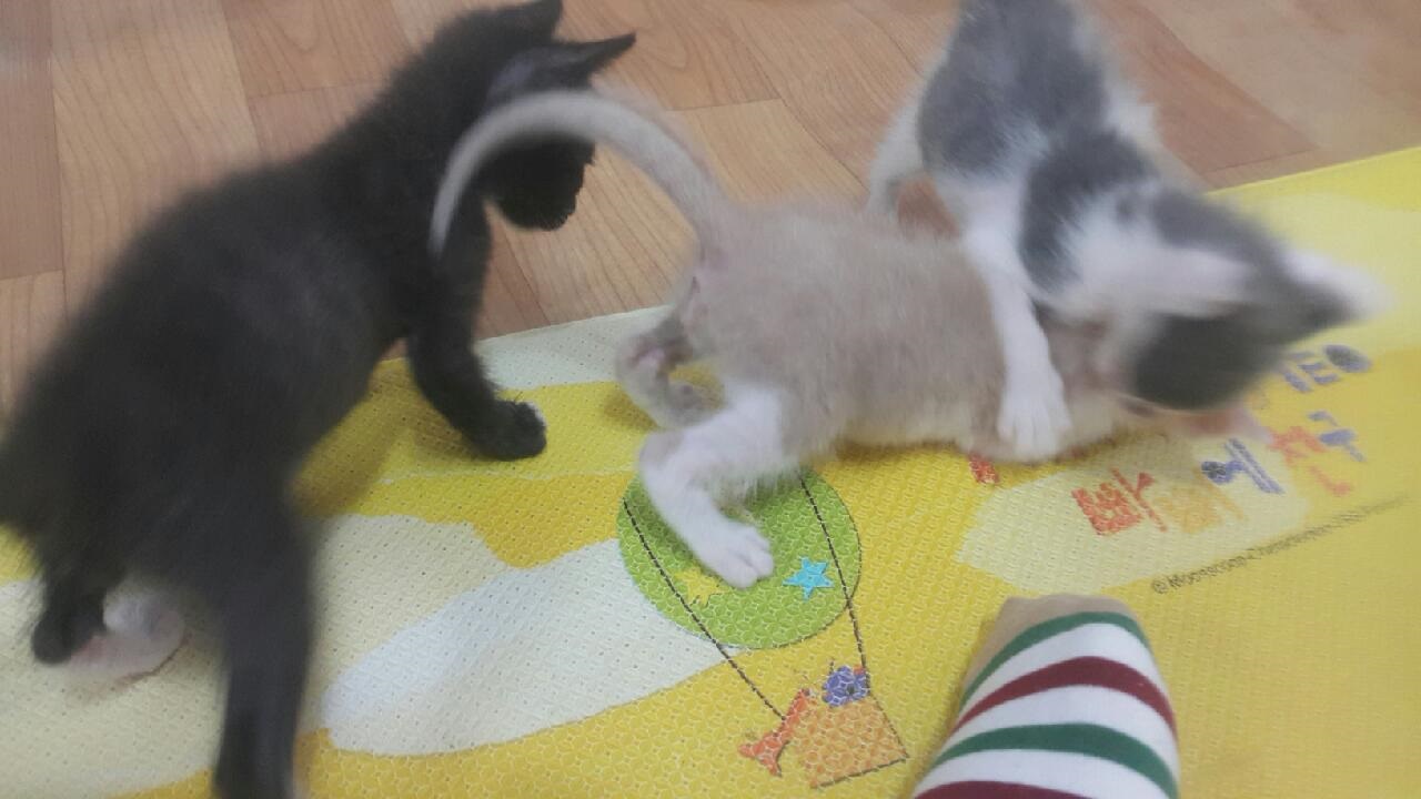 아깽이 입양 시켜야 하는데요... 