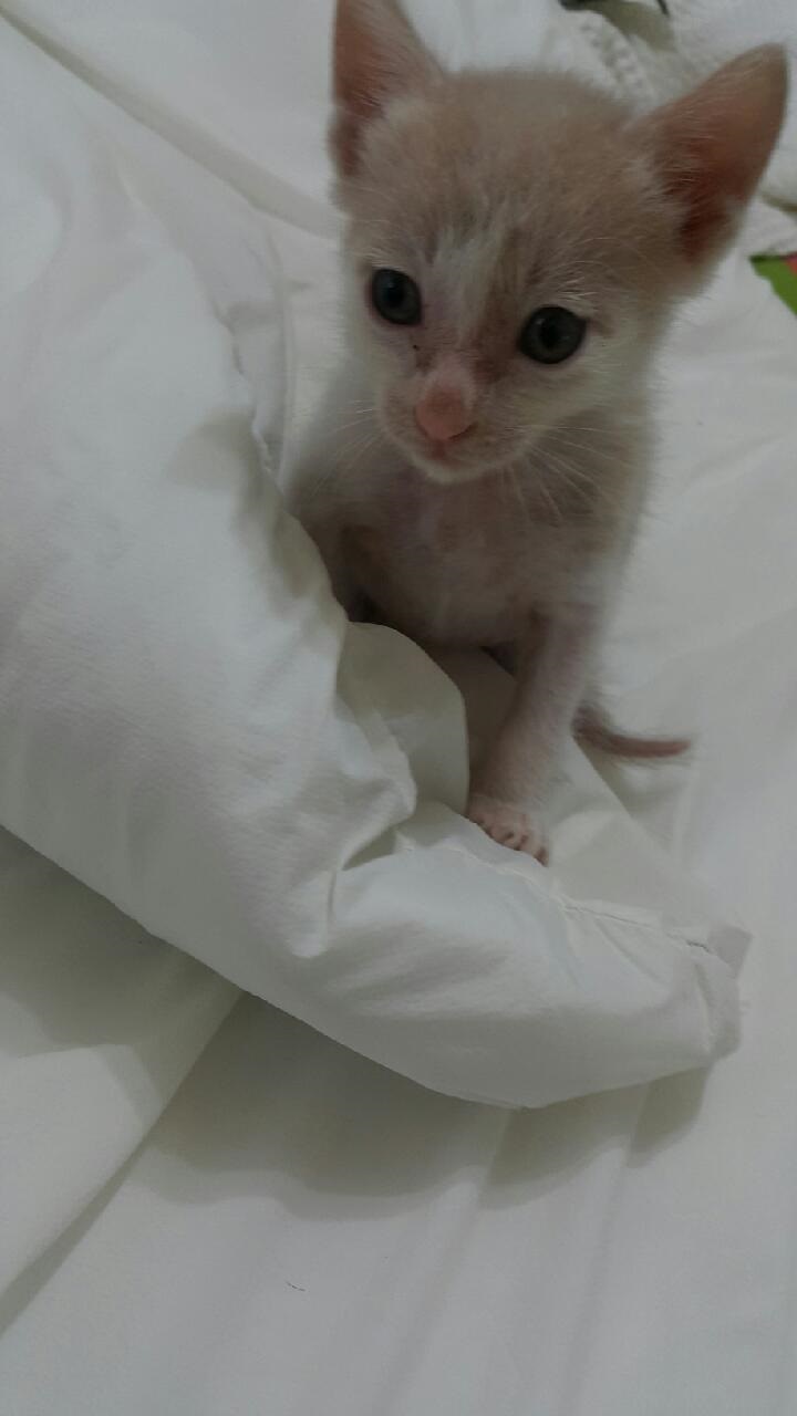 아깽이 입양 시켜야 하는데요... 