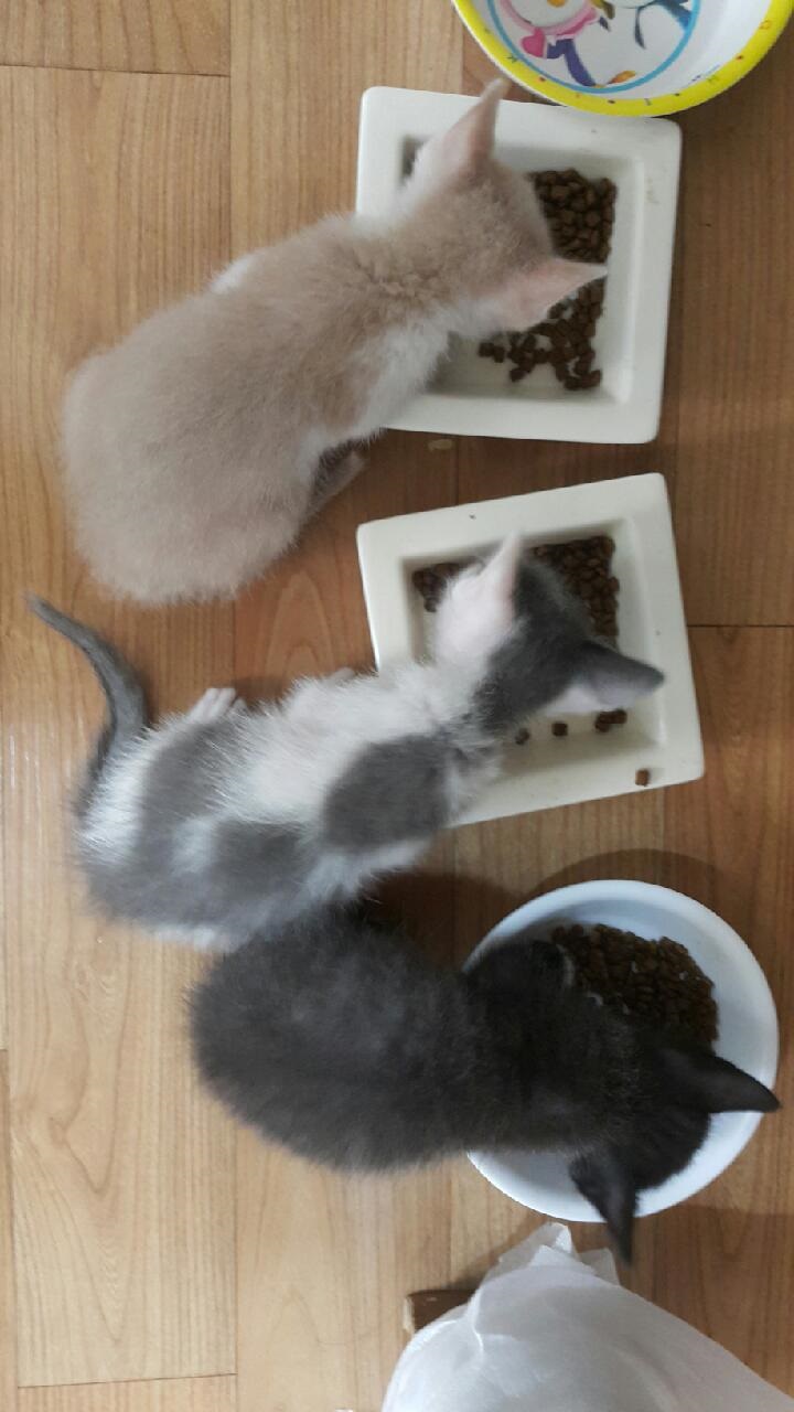 아깽이 입양 시켜야 하는데요... 