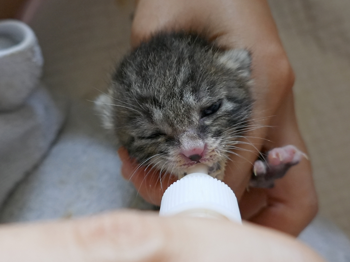 [부산]생후 2주정도 된 어미 잃은 고아냥이 집사님 모십니다..ㅠ