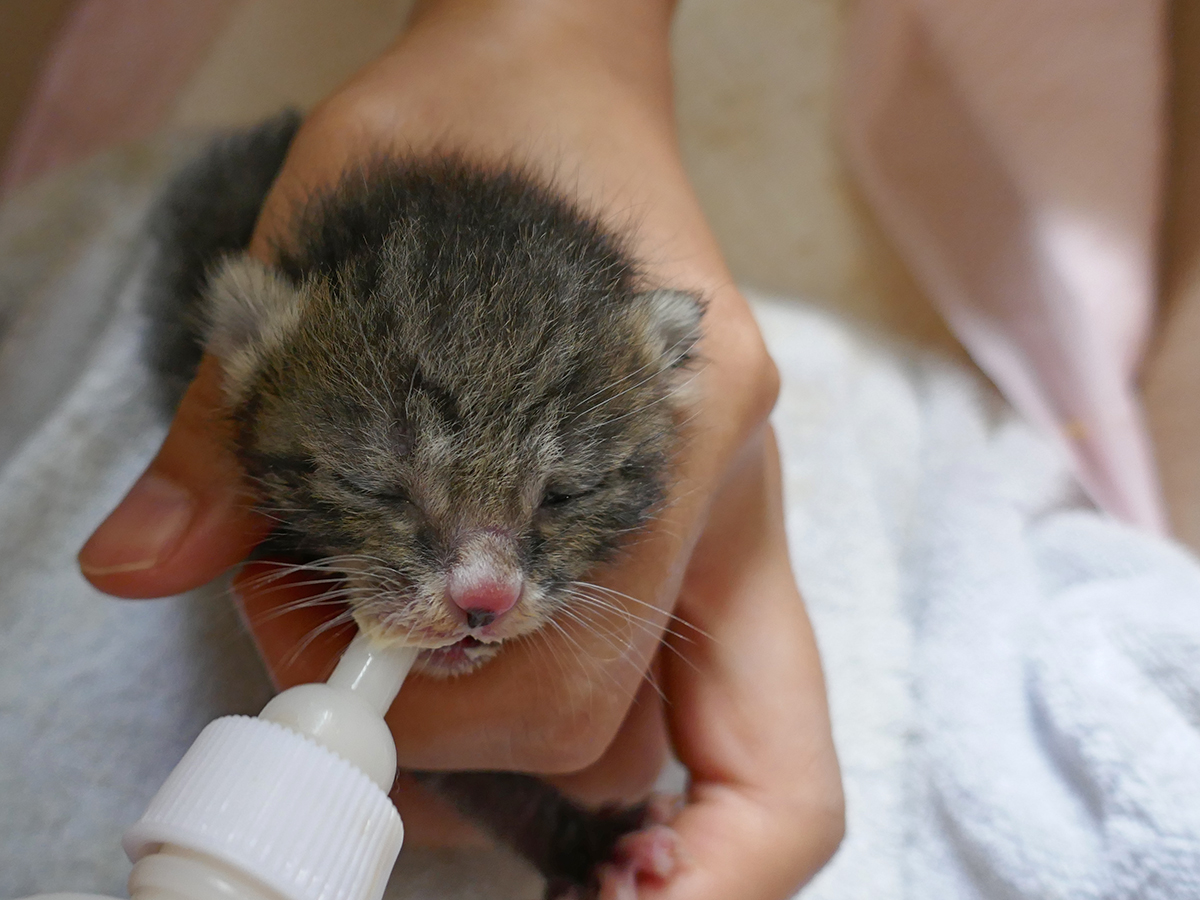 [부산]생후 2주정도 된 어미 잃은 고아냥이 집사님 모십니다..ㅠ