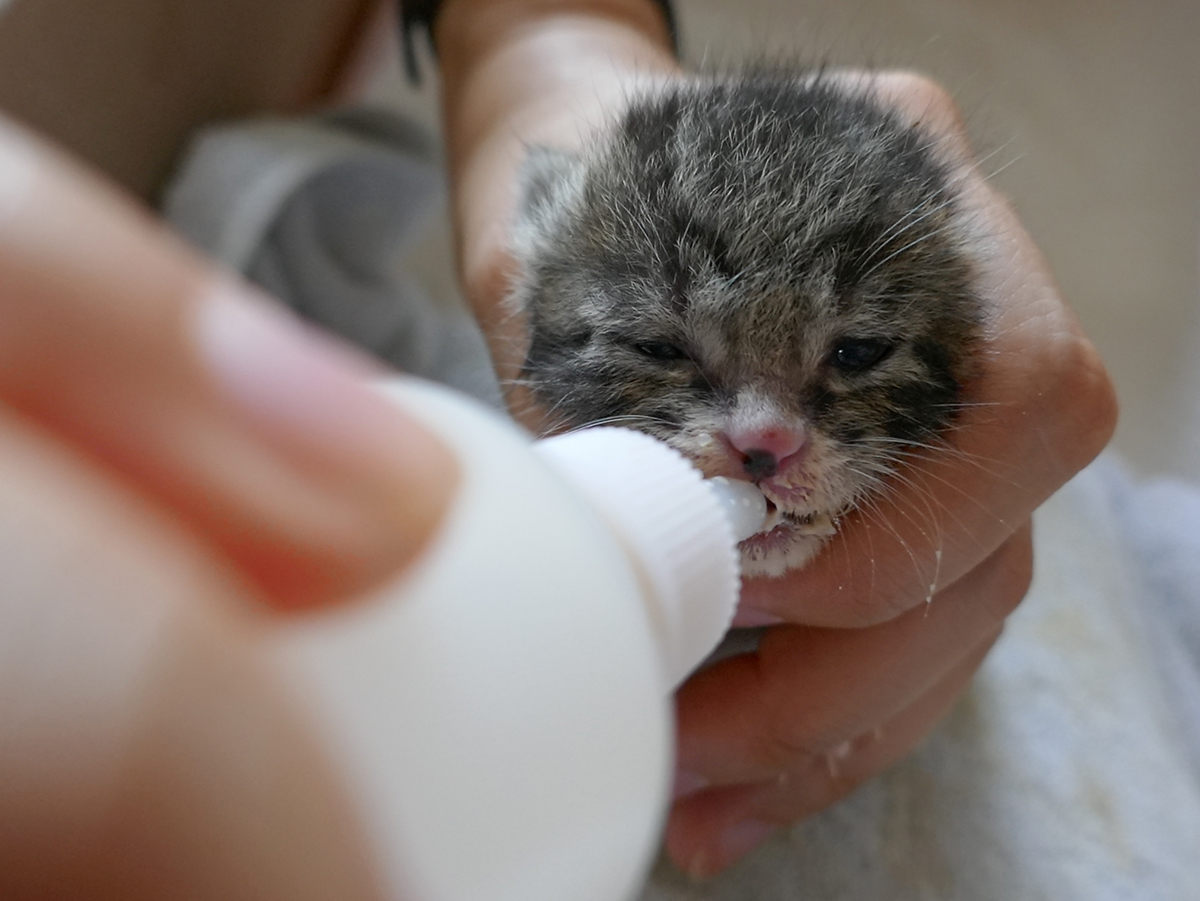 [부산]생후 2주정도 된 어미 잃은 고아냥이 집사님 모십니다..ㅠ