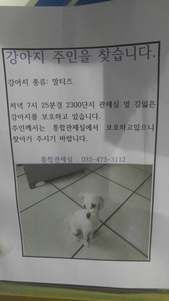 인천 구월동 롯데캐슬 유기견 보호중이요 !! 