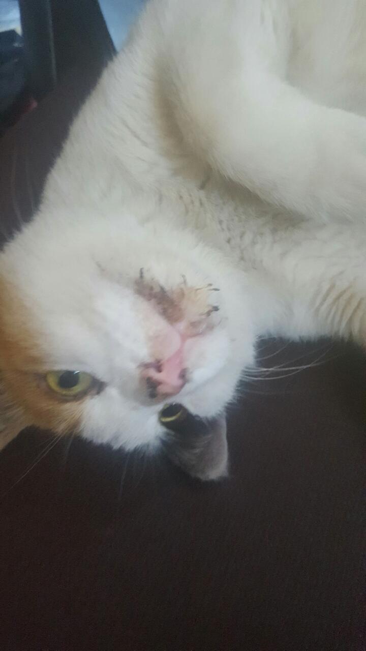 길냥이 도움요청드립니다