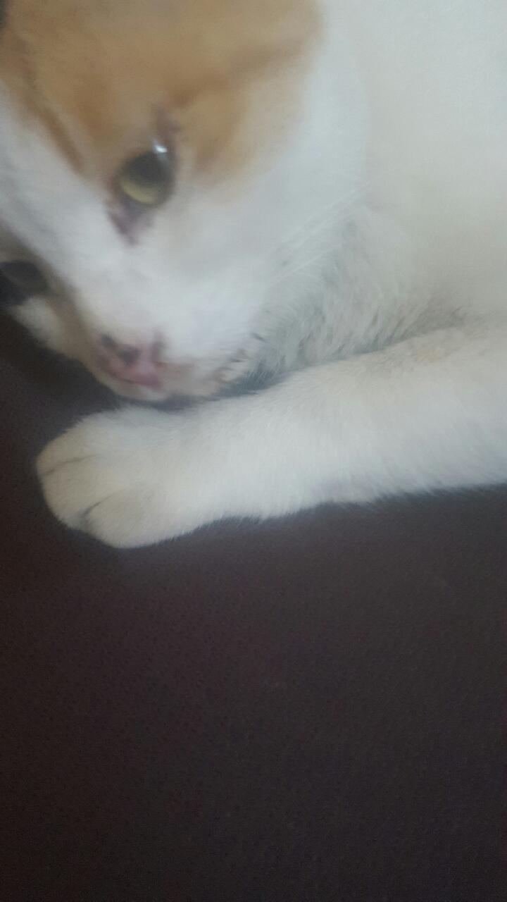 길냥이 도움요청드립니다
