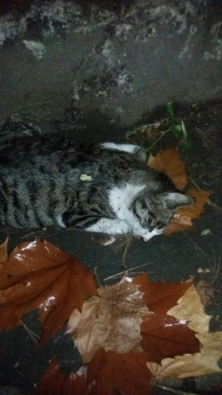협조문 보내주세요 (사진 혐오 주의)