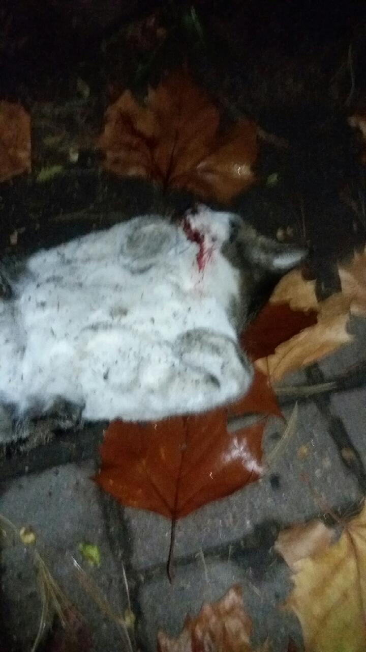 협조문 보내주세요 (사진 혐오 주의)