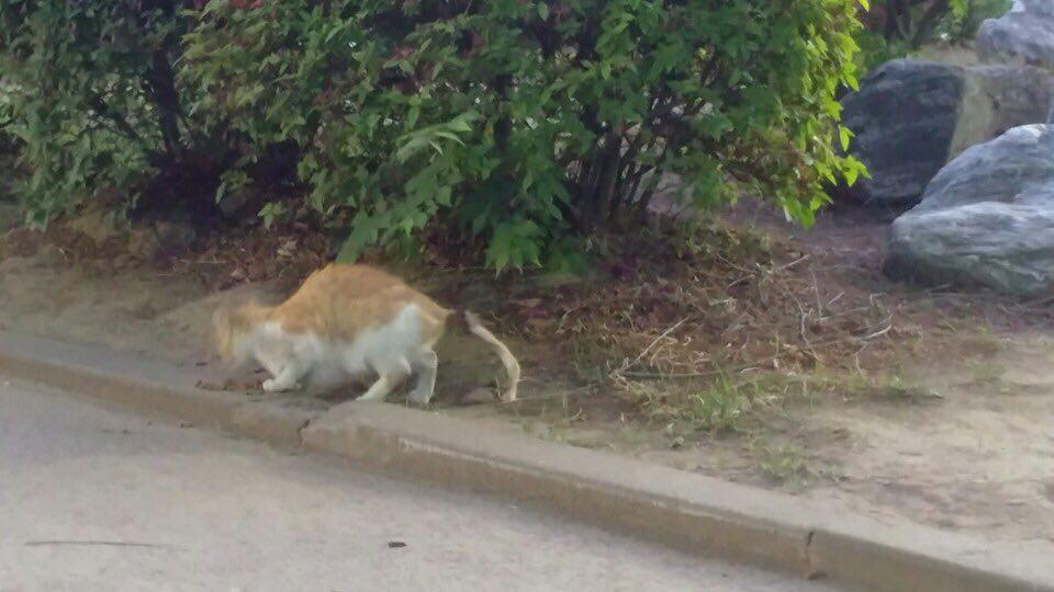 꼬리 다친 길고양이
