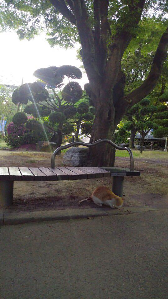 꼬리 다친 길고양이
