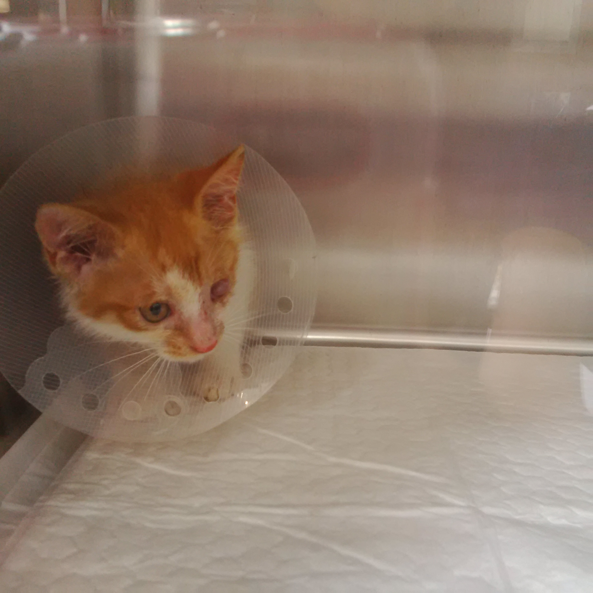 아기고양이 구조