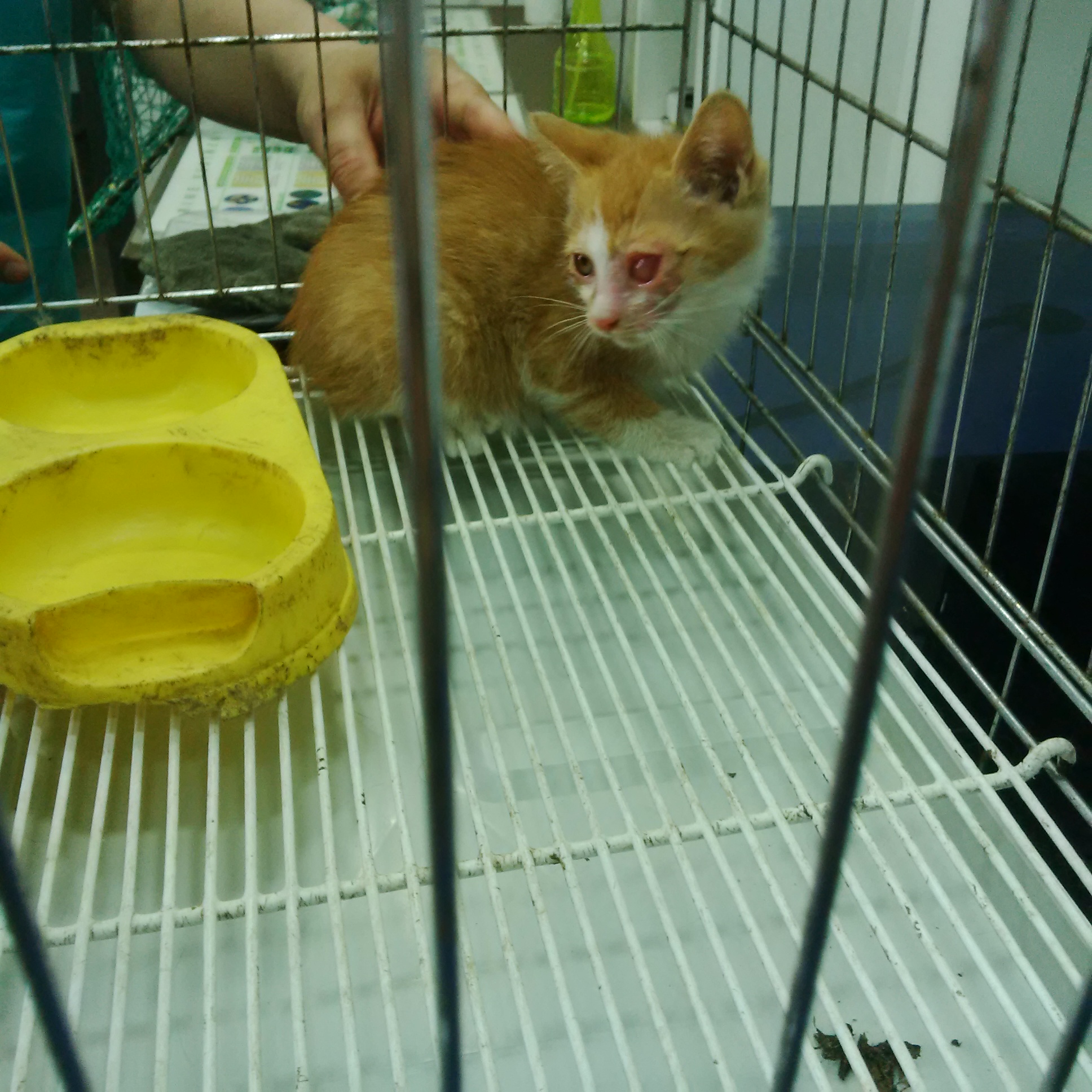 아기고양이 구조