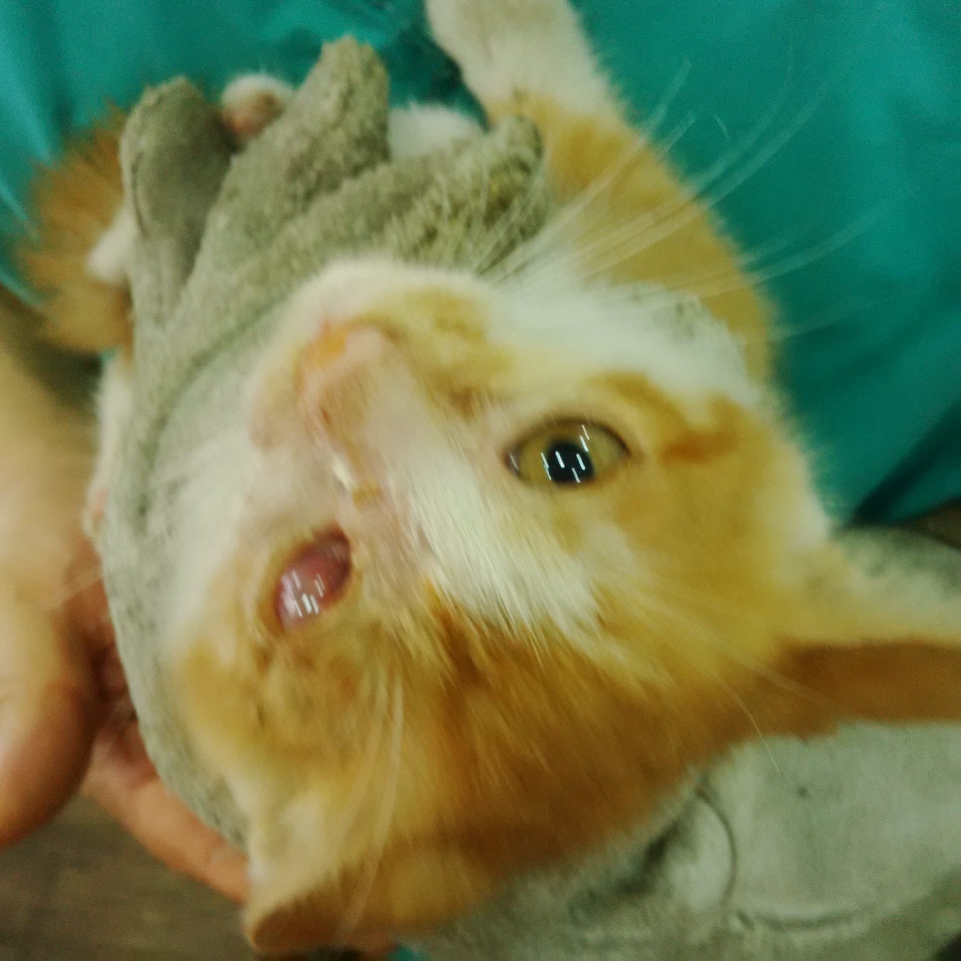 아기고양이 구조