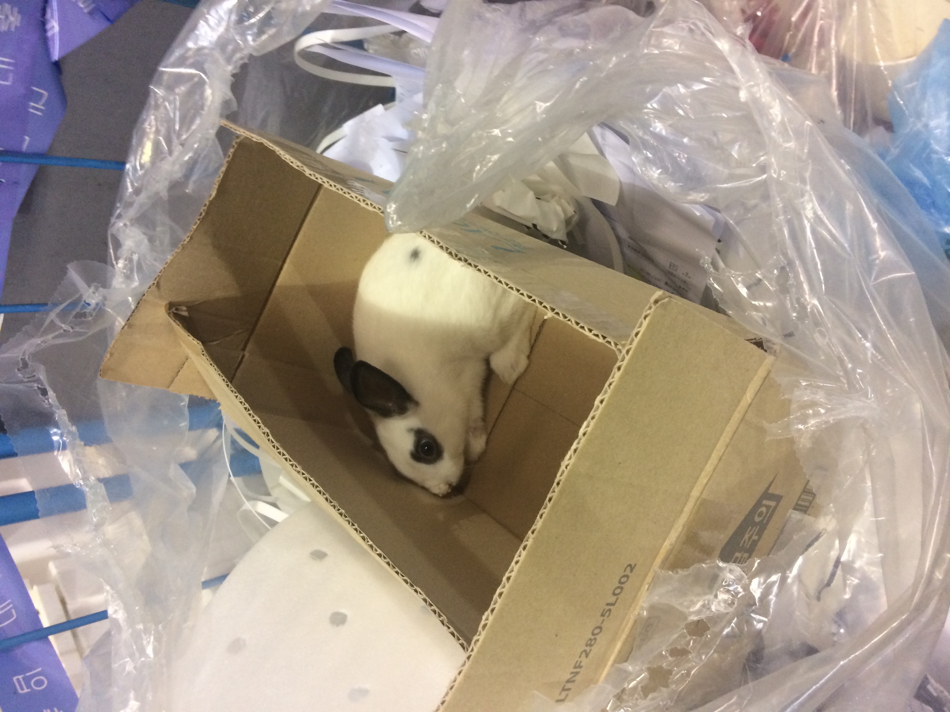 문의)산 채로 박스와 비닐에 싸여 쓰레기장이 버려진 토끼를 구조했습니다