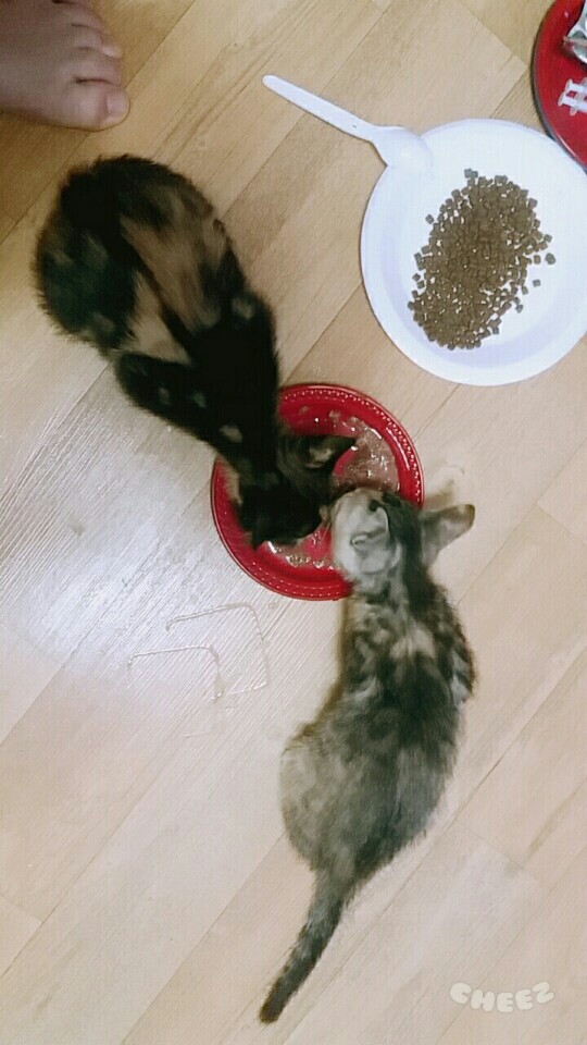 구조한 아기고양이 입양될수 있도록 도움 부탁드려요.