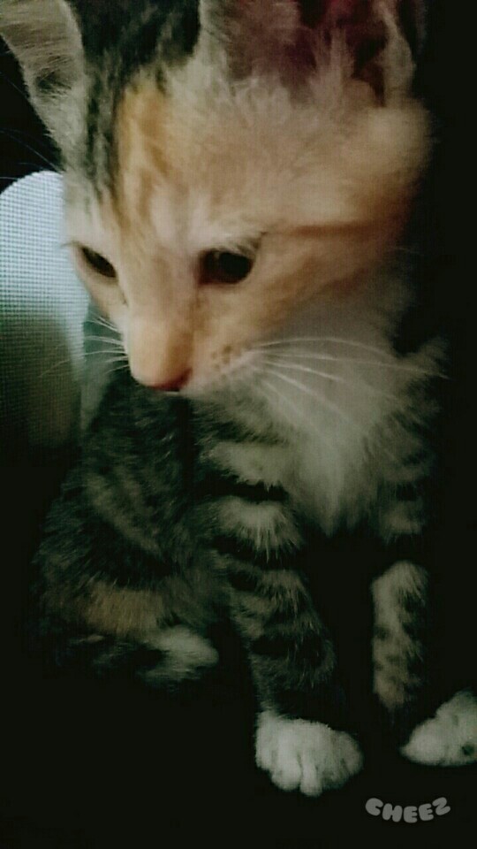 구조한 아기고양이 입양될수 있도록 도움 부탁드려요.