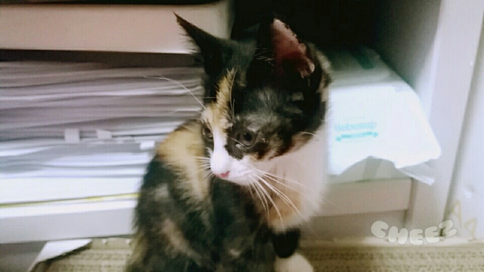 구조한 아기고양이 입양될수 있도록 도움 부탁드려요.