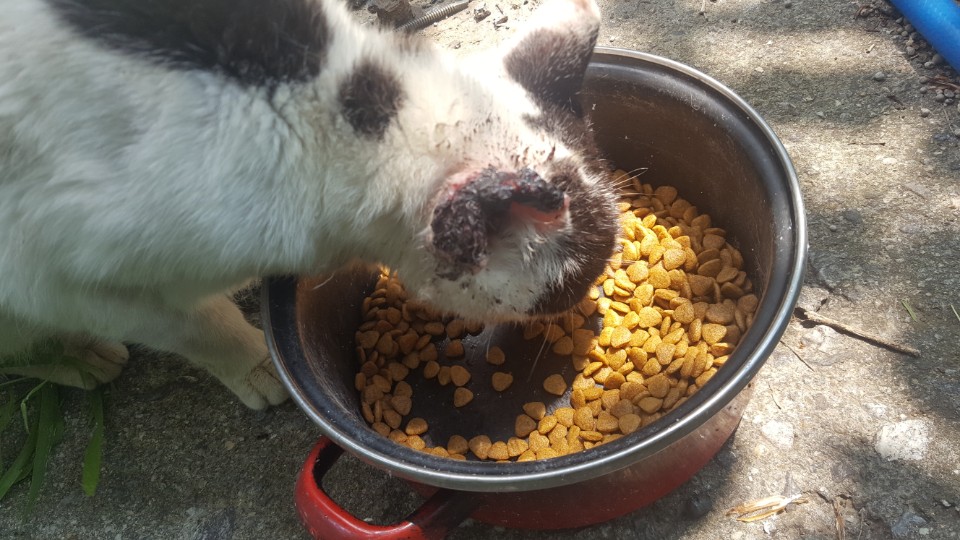 길고양이 구조 부탁드립니다. (한쪽귀가 염증에 의해 사라지고 있습니다. ㅠ)