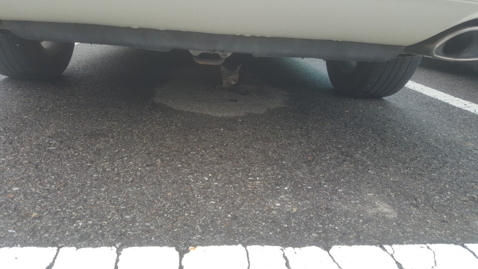 다친 길고양이.. 지금 수술후 회복중에 있습니다. 임보, 입양 도와주세요..