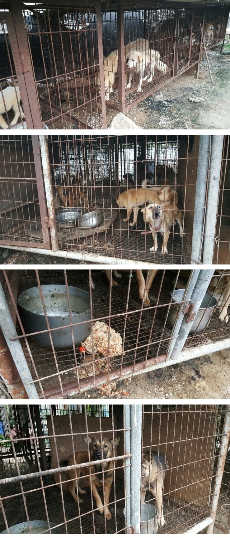 광주광역시 개농장 주인을 만나고 왔습니다