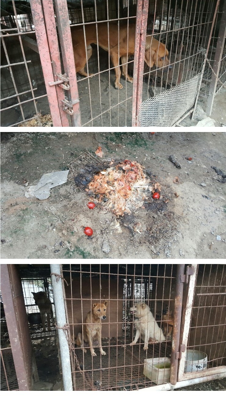 광주광역시 개농장 주인을 만나고 왔습니다