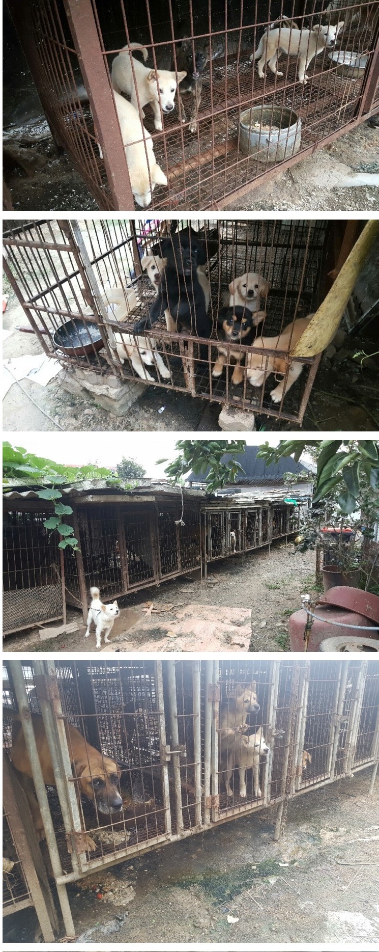 광주광역시 개농장 주인을 만나고 왔습니다