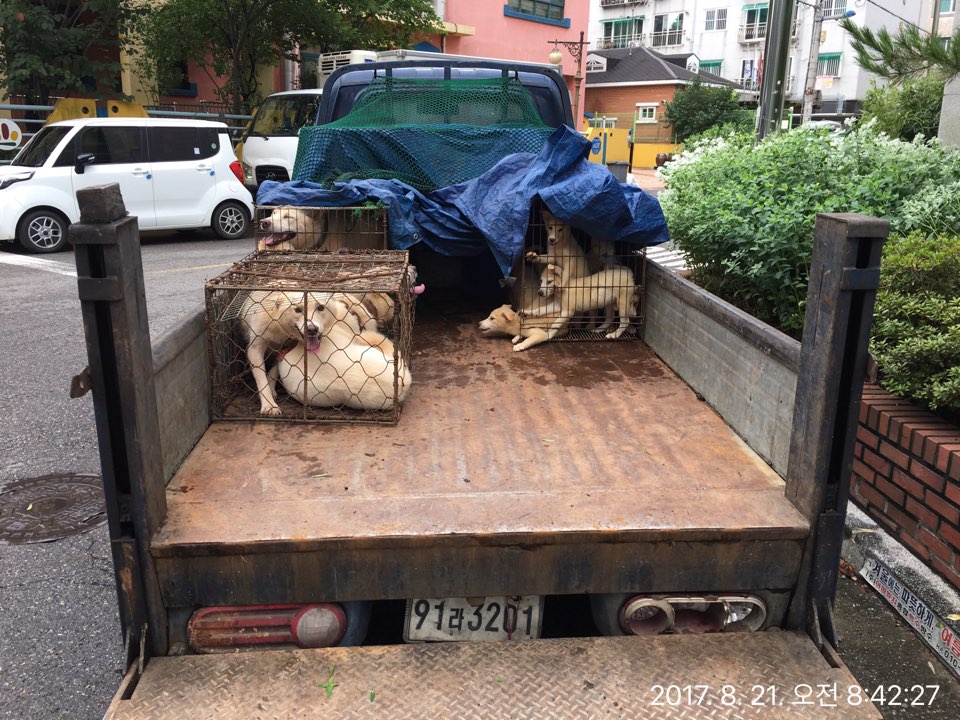 개농장 신고 어떤식으로 하면 되나요 ? 