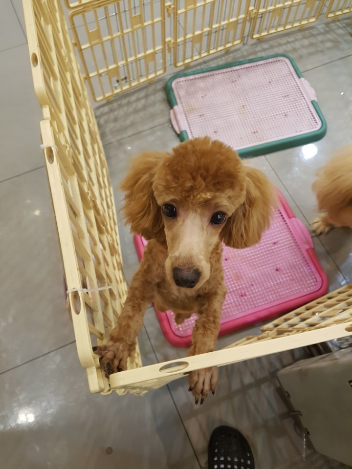 제발 아가들을 도와주세요(서울지역입니다)