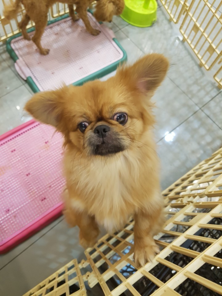 제발 아가들을 도와주세요(서울지역입니다)
