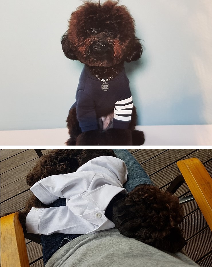 동물자유연대로부터 중성화수술 후원을 받고 입양간 아이들입니다