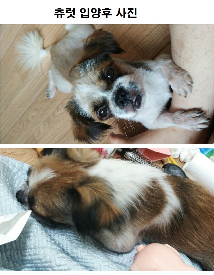 동물자유연대로부터 중성화수술 후원을 받고 입양간 아이들입니다