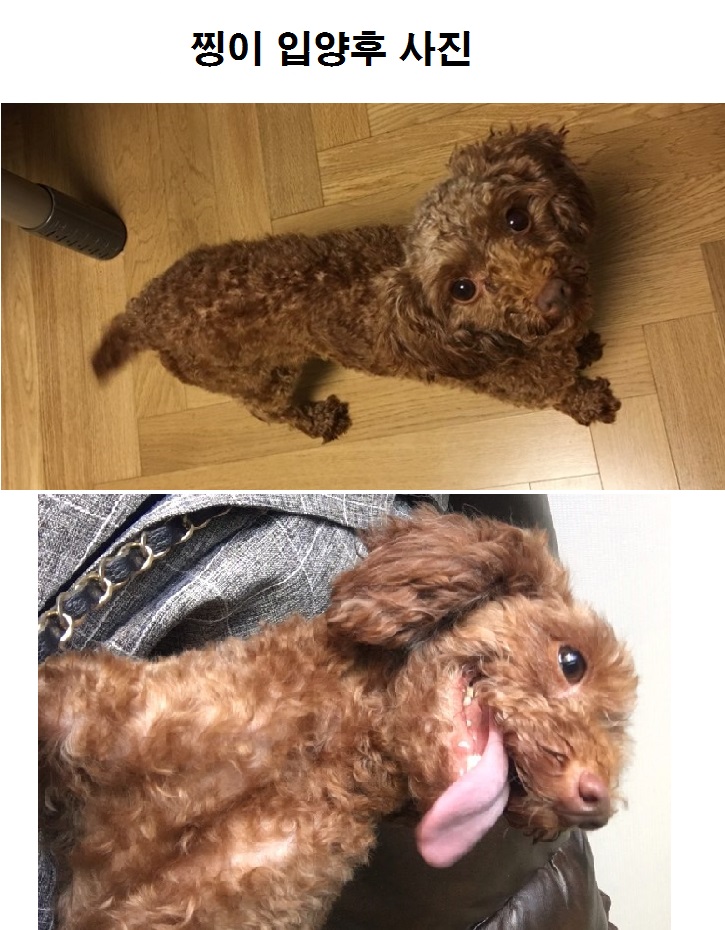 동물자유연대로부터 중성화수술 후원을 받고 입양간 아이들입니다