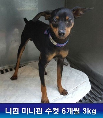 중성화수술 후원해주셔서 정말 감사합니다