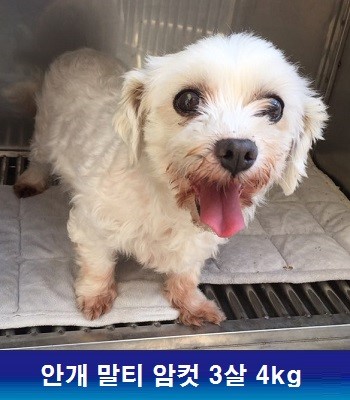 중성화수술 후원해주셔서 정말 감사합니다