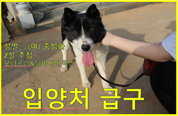 할아버지께서 키우시는 개를 파실려고 하십니다. 