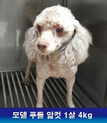 중성화수술 후원으로 많은 아이들이 새행복을 찾고 있습니다