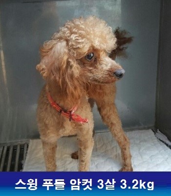중성화수술 후원으로 많은 아이들이 새행복을 찾고 있습니다